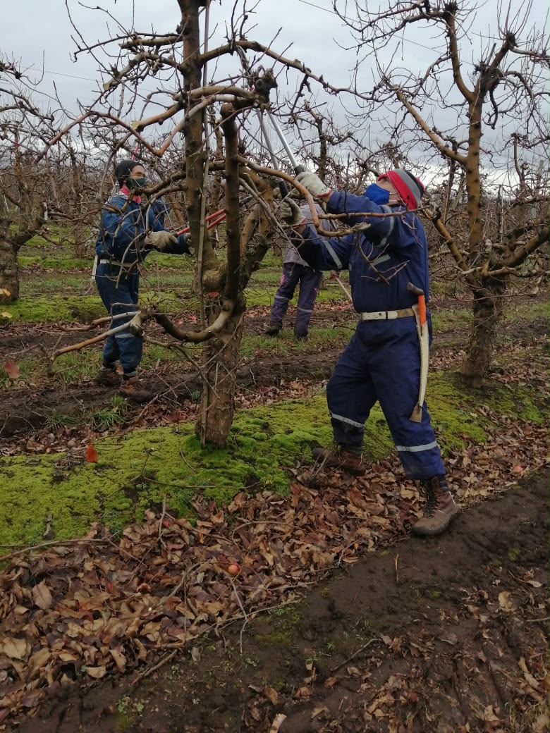 Mano de obra agrícola e inmigración